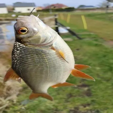 Dom wakacyjny Home, 3 Bedrooms, Fishing Pond, Sauna *